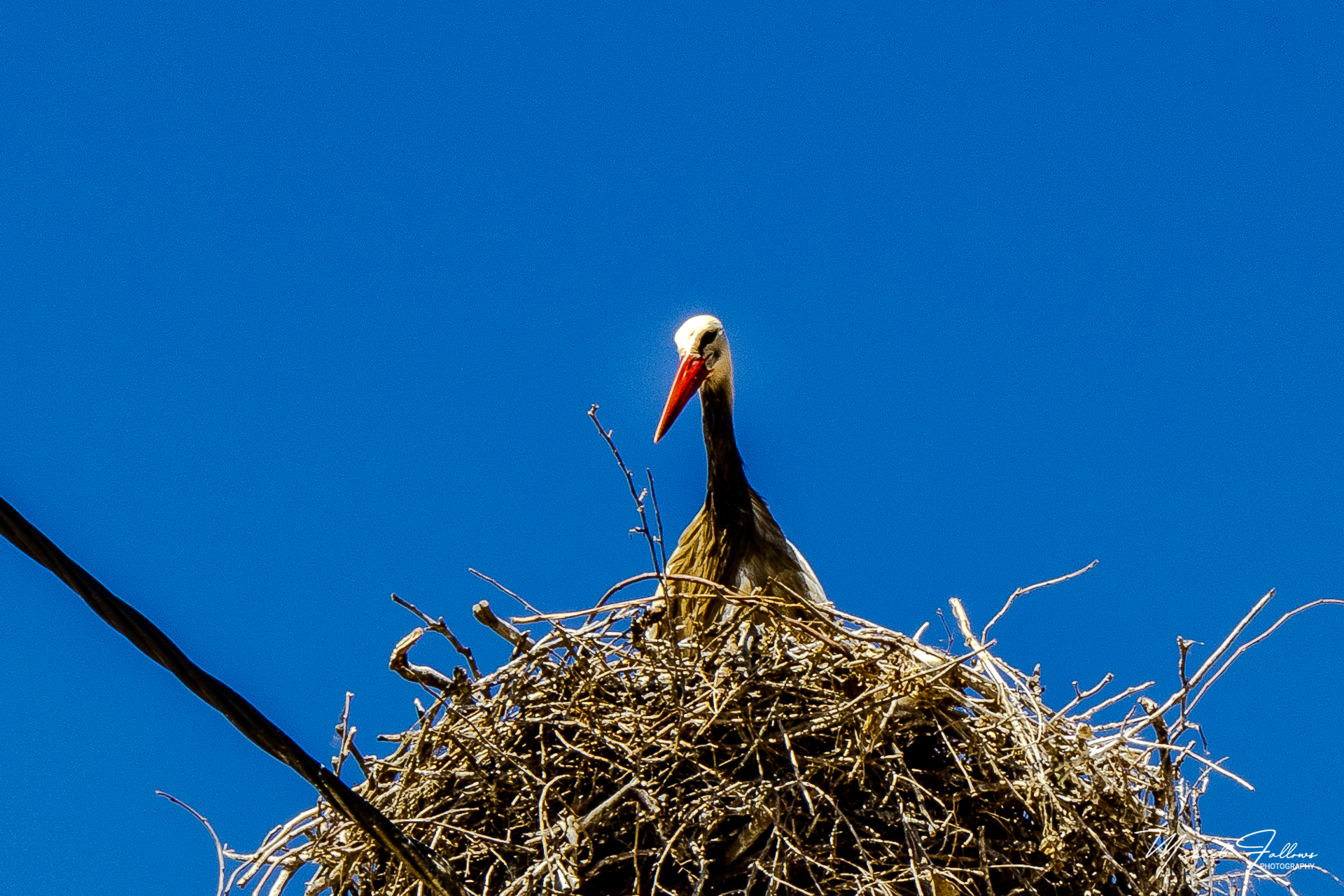 Photo of Animals - IMG_2067