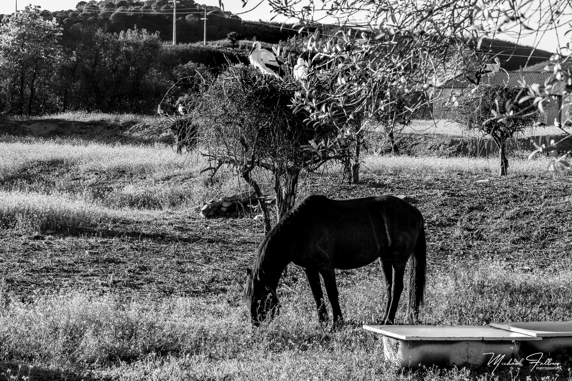 Photo of Animals - L71A6317
