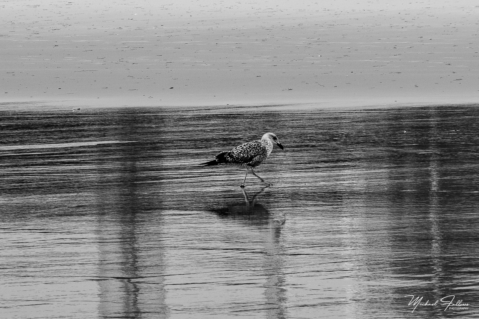 Photo of Beach Life - IMG_1663