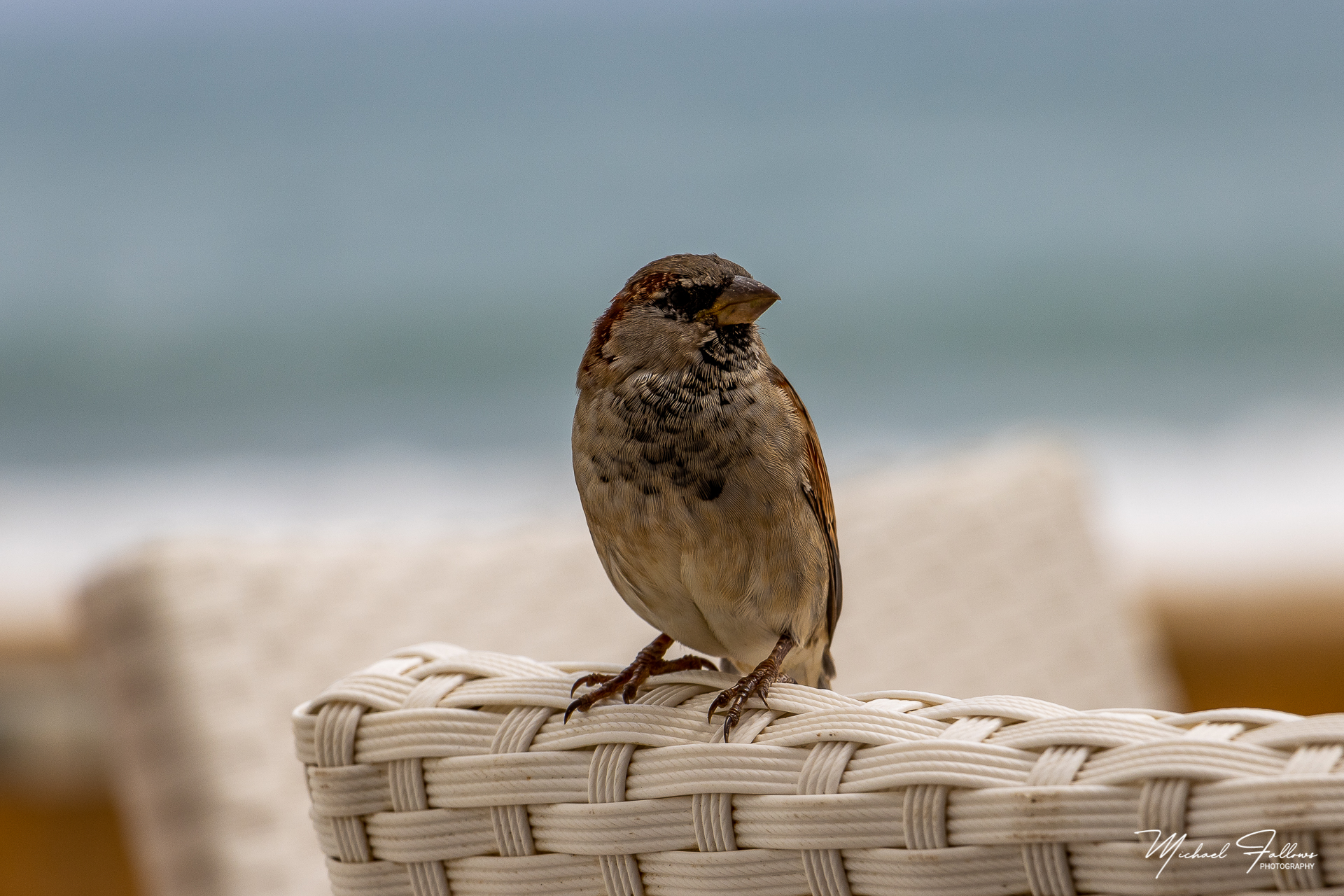 Photo of Sabinillias - IMG_0583