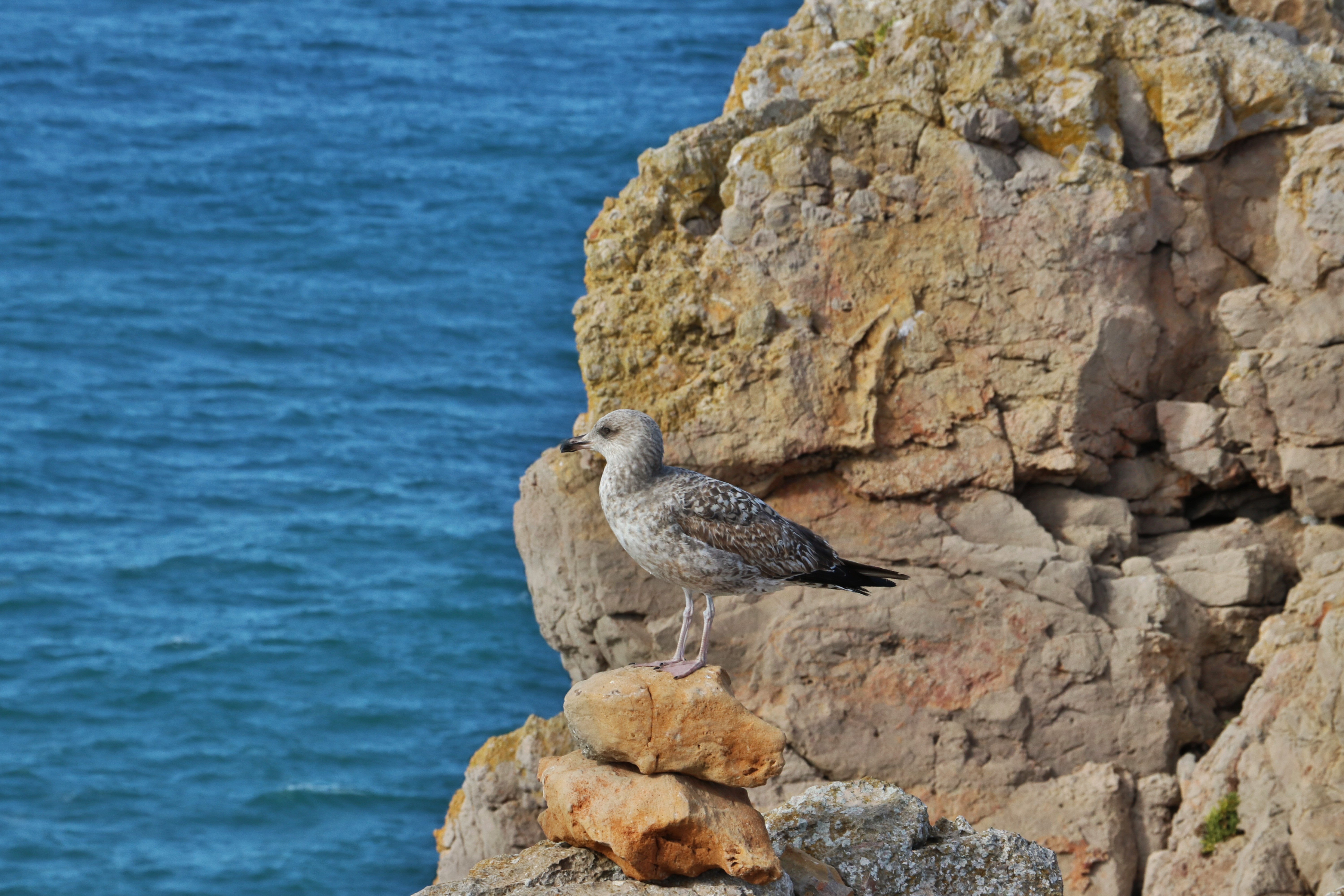 Photo of Sagres - IMG_9480