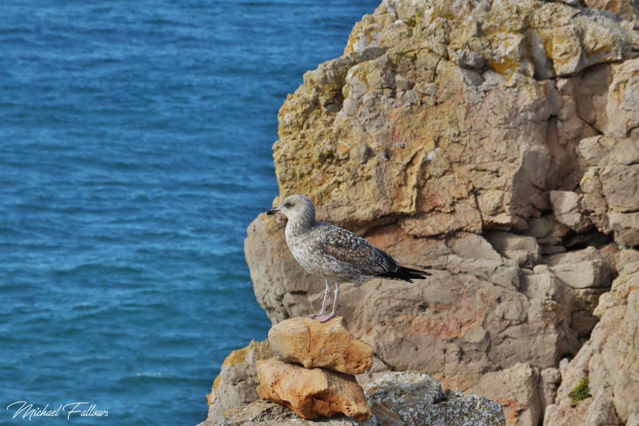Photo of Sagres - IMG_9480_1280